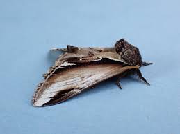 Attēlu rezultāti vaicājumam “Pheosia gnoma male”