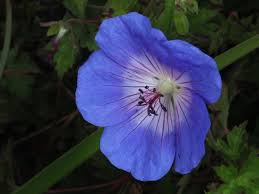 Attēlu rezultāti vaicājumam “Geranium sylvaticum”