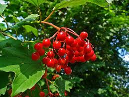 Attēlu rezultāti vaicājumam “Viburnum opulus fruit”