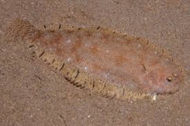 Image result for Solea solea