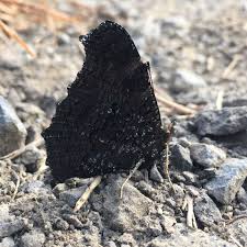 Attēlu rezultāti vaicājumam “Inachis io underside”