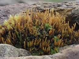 Attēlu rezultāti vaicājumam “Bryum pallens”