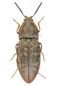 Attēlu rezultāti vaicājumam “Prosternon tessellatum”