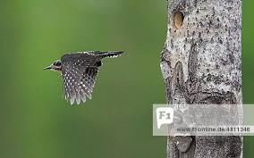 Attēlu rezultāti vaicājumam “Picoides tridactylus”