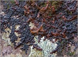 Attēlu rezultāti vaicājumam “Frullania fragilifolia”