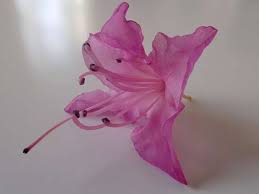 Attēlu rezultāti vaicājumam “Rhododendron sichotense”