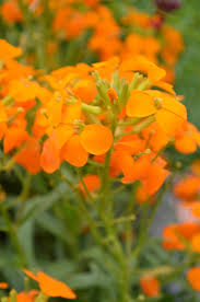 Attēlu rezultāti vaicājumam “Erysimum hieracifolium leaf”