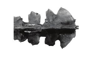 Image result for Chelon tricuspidens