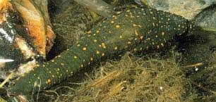 Attēlu rezultāti vaicājumam “Hirudinea”