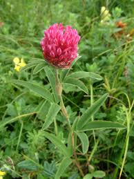 Attēlu rezultāti vaicājumam “Trifolium alpestre”