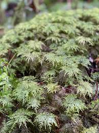 Attēlu rezultāti vaicājumam “Hylocomium splendens sporophyte”