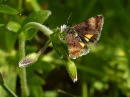 Attēlu rezultāti vaicājumam “Panemeria tenebrata”