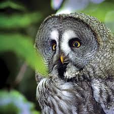 Image result for Northwich Predators