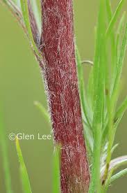 Attēlu rezultāti vaicājumam “Artemisia campestris bud”