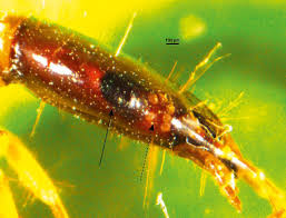 Attēlu rezultāti vaicājumam “Raphidia larva”