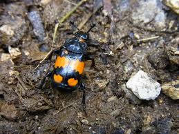 Attēlu rezultāti vaicājumam “Nicrophorus vespilloides”