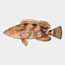 Image result for Epinephelus adscensionis
