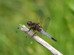 Attēlu rezultāti vaicājumam “Libellula fulva male”