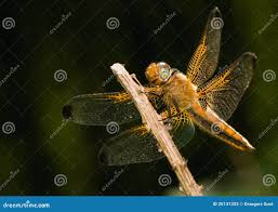 Attēlu rezultāti vaicājumam “Libellula fulva male”