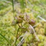 Attēlu rezultāti vaicājumam “Scheuchzeria palustris fruit”