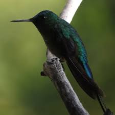 Attēlu rezultāti vaicājumam “Lycogala asperum sessile”