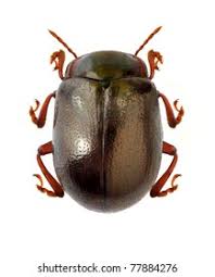 Attēlu rezultāti vaicājumam “Chrysolina staphylaea”