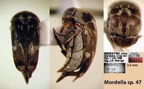 Attēlu rezultāti vaicājumam “Mordella sp.”