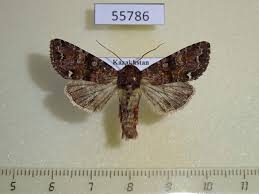 Attēlu rezultāti vaicājumam “Ceramica pisi”