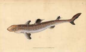 Image result for Squalus acanthias