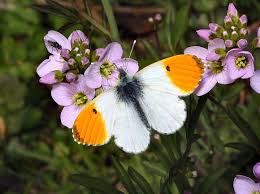 Attēlu rezultāti vaicājumam “Anthocharis cardamines underside”