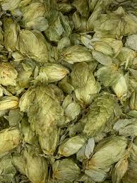 Attēlu rezultāti vaicājumam “Humulus lupulus”