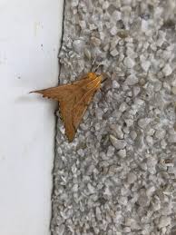 Attēlu rezultāti vaicājumam “Ennomos autumnaria male”