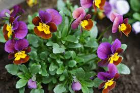Image result for violet