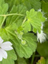 Attēlu rezultāti vaicājumam “Geranium pyrenaicum leaf”