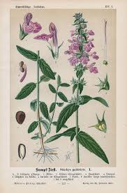 Attēlu rezultāti vaicājumam “Stachys palustris”
