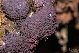 Attēlu rezultāti vaicājumam “Heterotrichia insignis (syn. Arcyria insignis) spores”