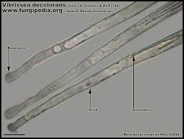 Attēlu rezultāti vaicājumam “Vibrissea decolorans”