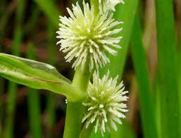 Attēlu rezultāti vaicājumam “Sparganium erectum aggr. flower”