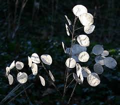 Image result for Lunaria annua