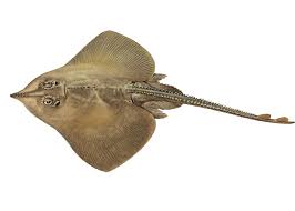 Image result for Leucoraja