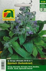 Image result for Borretsch