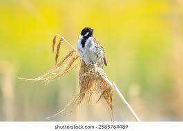 Attēlu rezultāti vaicājumam “Emberiza schoeniclus male”