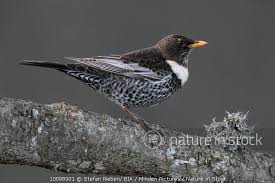 Image result for Turdus torquatus