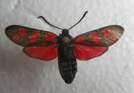 Attēlu rezultāti vaicājumam “Zygaena filipendulae”