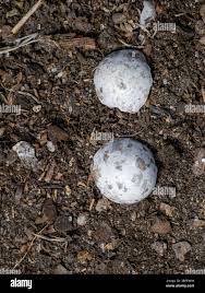 Attēlu rezultāti vaicājumam “Caprimulgus europaeus eggs”