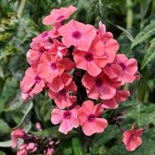 Image result for Phlox paniculata `Sweet Summer`