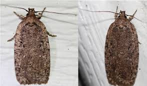 Attēlu rezultāti vaicājumam “Micropterix aureatella”
