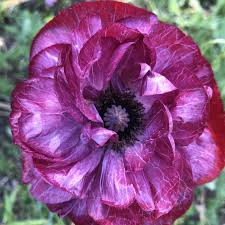Image result for Papaver rhoeas 'Shirley'