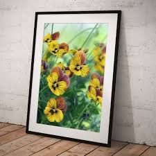 Attēlu rezultāti vaicājumam “Viola x williamsii flower”