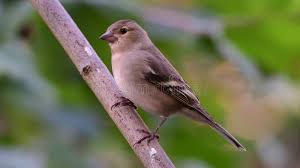 Attēlu rezultāti vaicājumam “Fringilla coelebs juvenile”